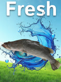 Whole Barramundi
