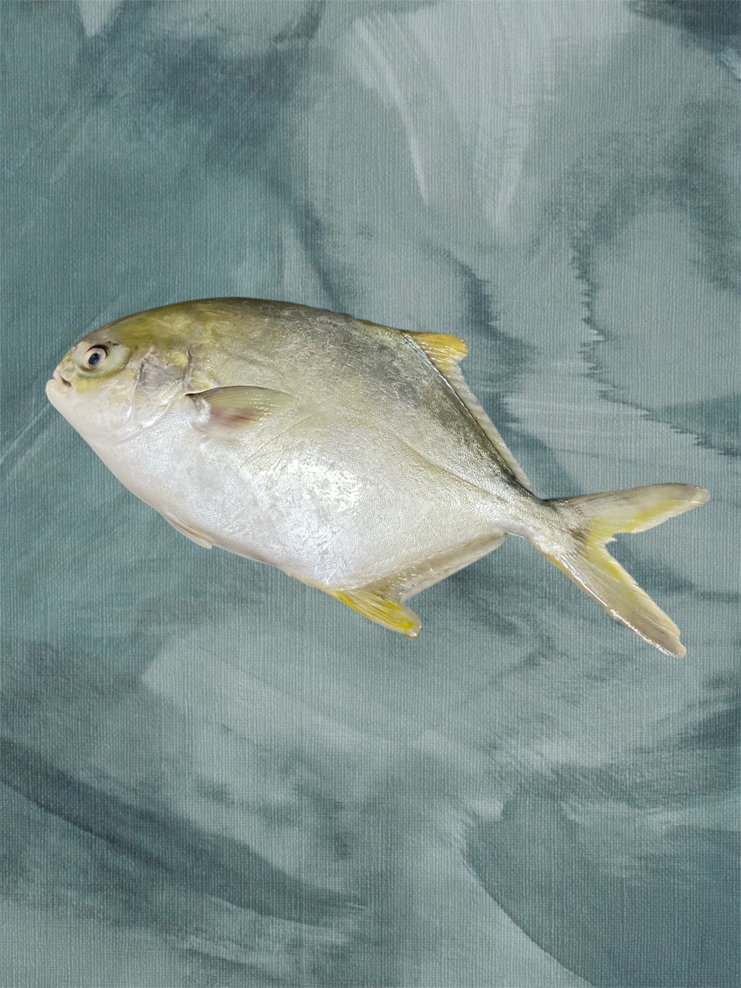 Golden Pomfret